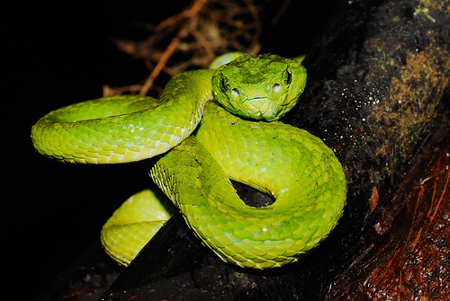 Green Palm Viper by Andrew Snyder Photography