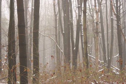 wood winter ohio snow fog woods foggy brush