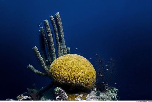Ocean Brain | by jayhem