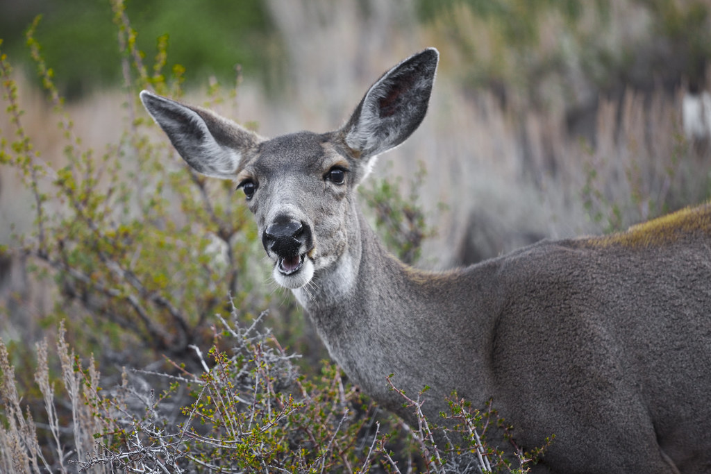 Mule Deer Chewing | Inyo Mule Deer (Odocoileus hemionus inyo… | Flickr