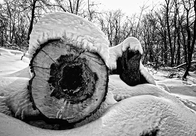 Snow-Covered Log