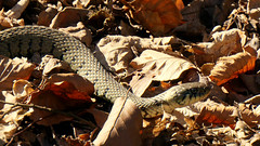 Grass Snake @ Epping Forest
