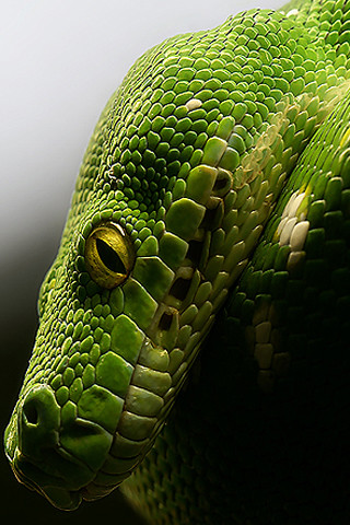 iPod & iPhone wallpaper - green-snake | by jamesfunky