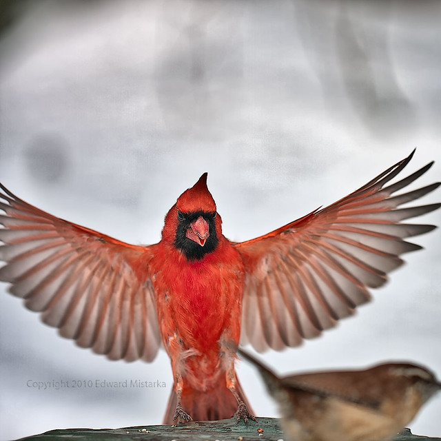 Northern cardinal male landing at feeding location
