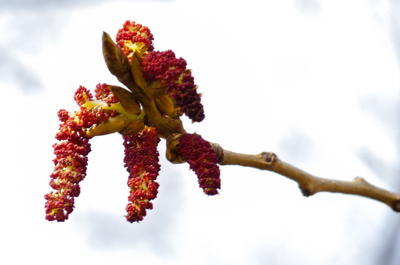 Black poplar catkins