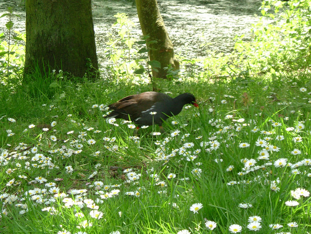 Moorhen in Daisy Field of Russia Dock Woodland, Rotherhithe, London SE16 @ 1 May 2009