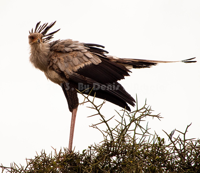 Secretary Bird - Nairobi National Park