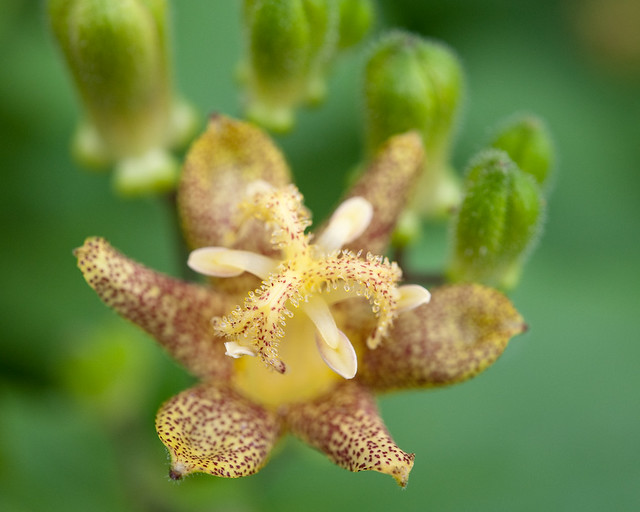 Tricyrtis latifolia (Liliaceae)