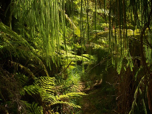 newzealand fern forest bush track hiking trail northisland rimu kaimairange northsouthtrack regeneratingforest