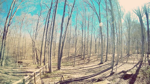 trees nature forest outdoors woods summerfield lomofilter uploaded:by=flickrmobile flickriosapp:filter=lomo