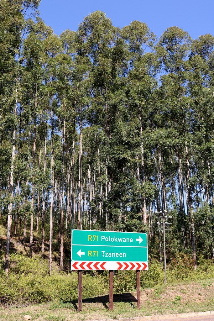 Limpopo: Australischer Eukalyptus an der R71 in der Magoebaskloof
