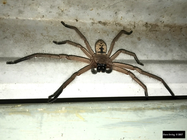 Huntsman Spider (Sparassidae)