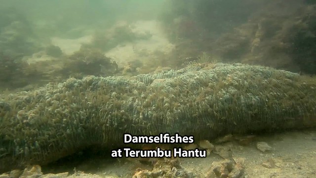 Threespot damselfish (Pomacentrus tripunctatus)