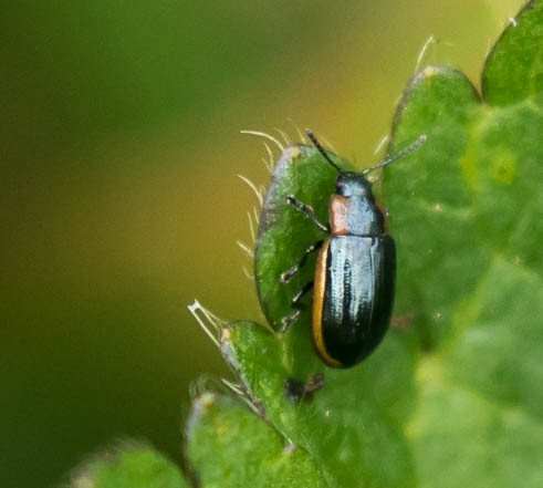Leaf Beetle - Hydrothassa marginella