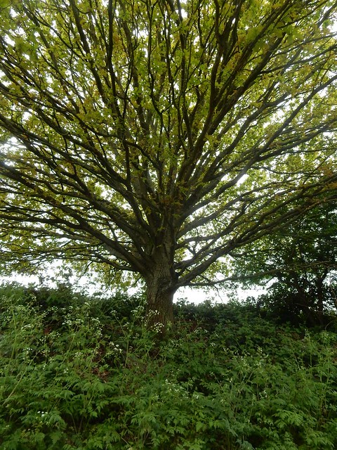 Big tree Cuxton Circular