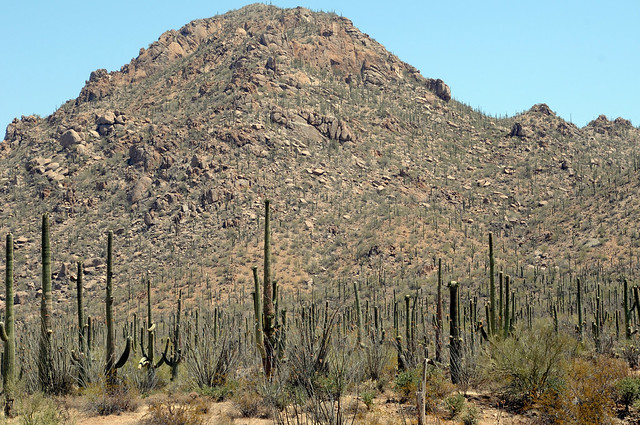 Cactus Saguaro National Park West Tucson Arizona DSC_4111