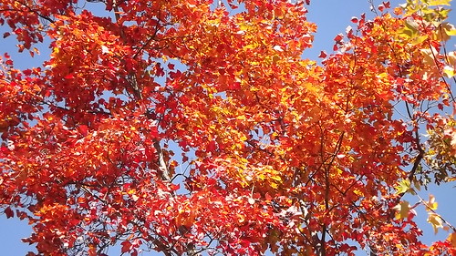 Red Maple | by jerry_gagne