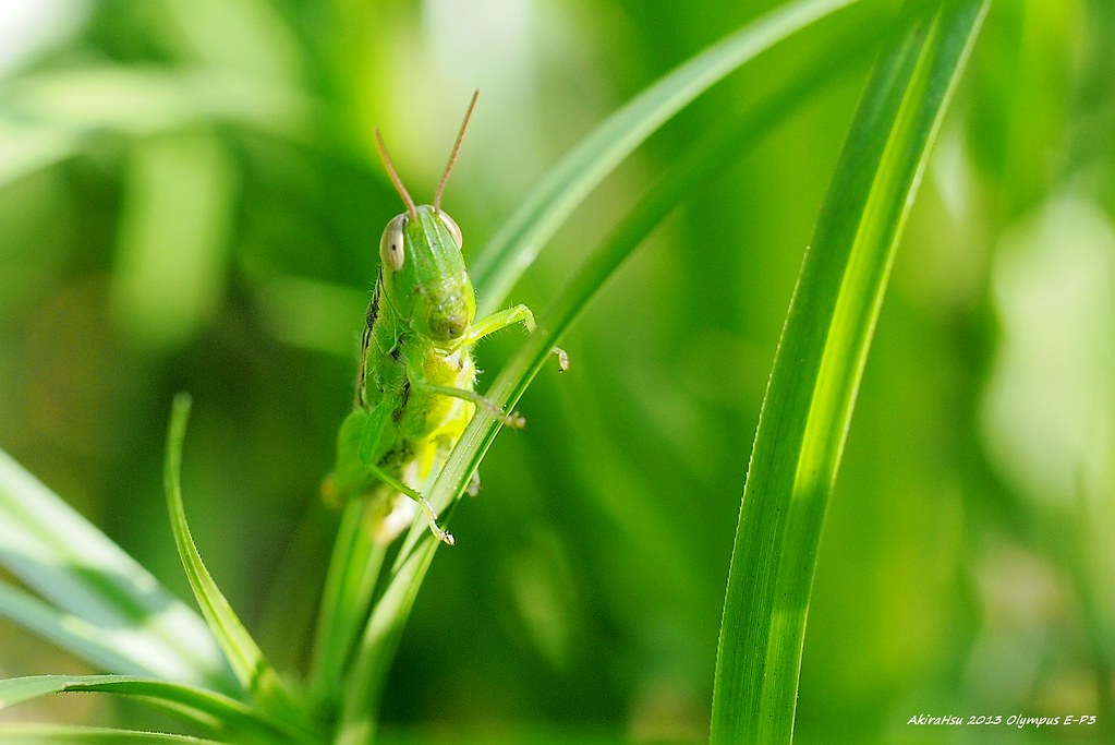 蝗蟲 隠れのイナゴ Tettigonioidea Crickets Taipei Taiwan A Nature Flickr