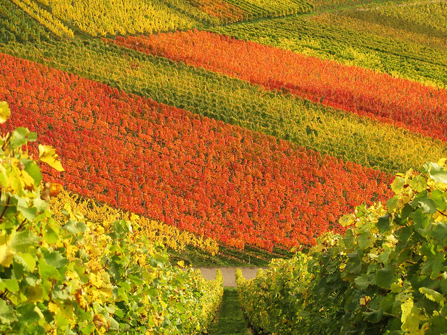 Autumn Vineyard