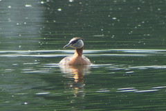 Red-necked Grebe, 6/26/2013, Westchester Lagoon, AK