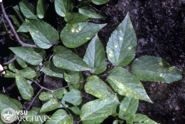 Celtis Tenuifolia (Dwarf Hackberry)