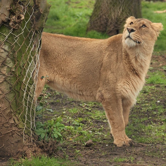 Lioness Looking for Lunch - Chester Zoo