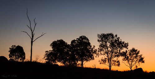 trees sunset silhouette twilight 28300mm mgps tenterfield canoneos7d kildarerd