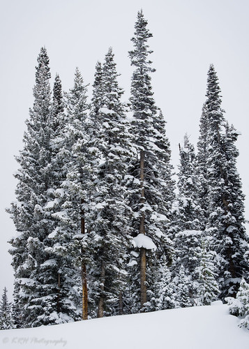 winter snow nature forest landscape colorado unitedstates steamboatsprings rabbitearspass steamboatco