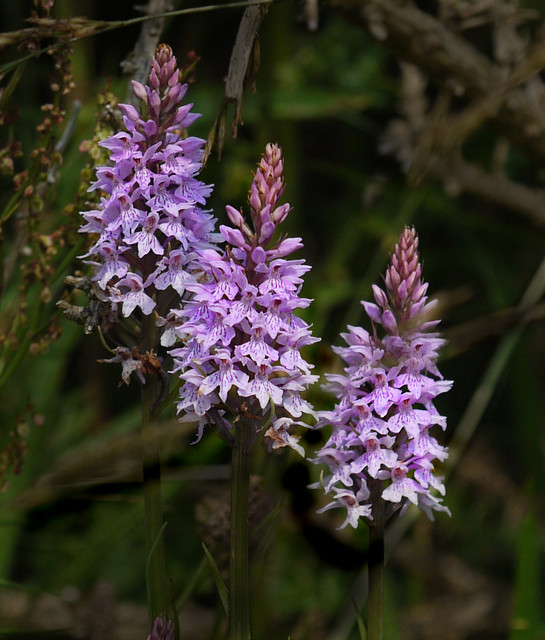 wildflowers - common spotted orchid