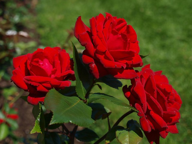 E3_20130728_130309_0632_v01..Crimson Bouquet