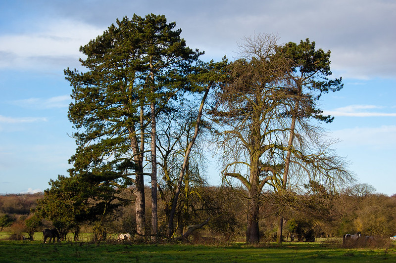 Landscape with grazing horses