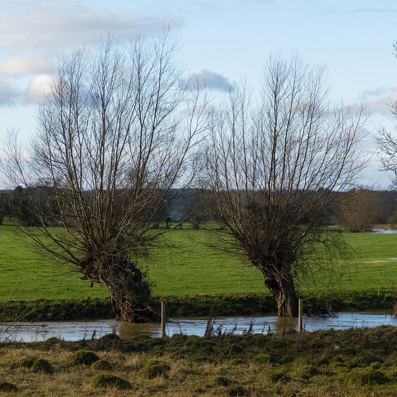Willows by the Warwickshire Stour