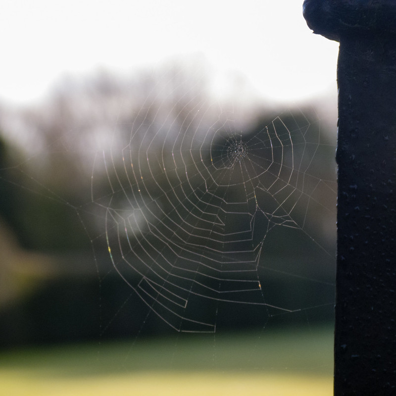 Web on a gate