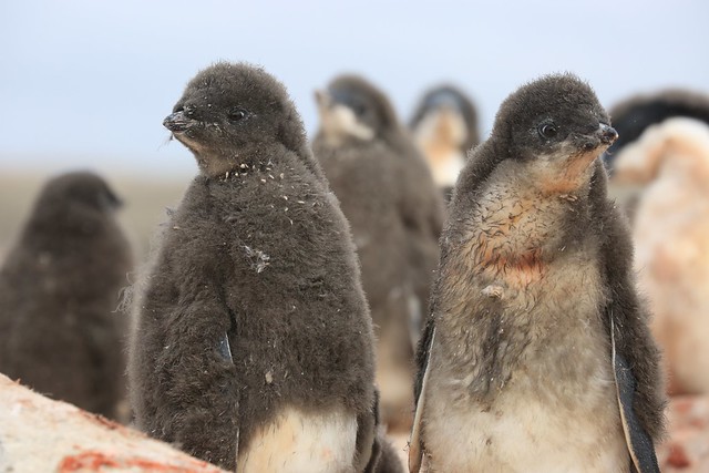Adelie Penguin Chicks Creche Possession Islands Ross Sea Antarctica