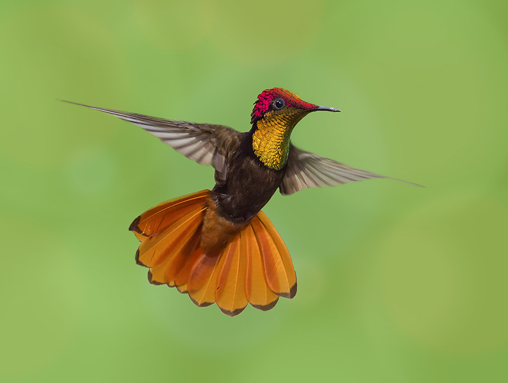 Ruby Topaz Hummingbird, -Chrysolampis mosquitus-, Trinidad… | Flickr