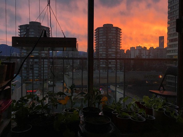 Pretty city sunrise in Vancouver today  #yvr #windowgarden #pinksky #squashflower