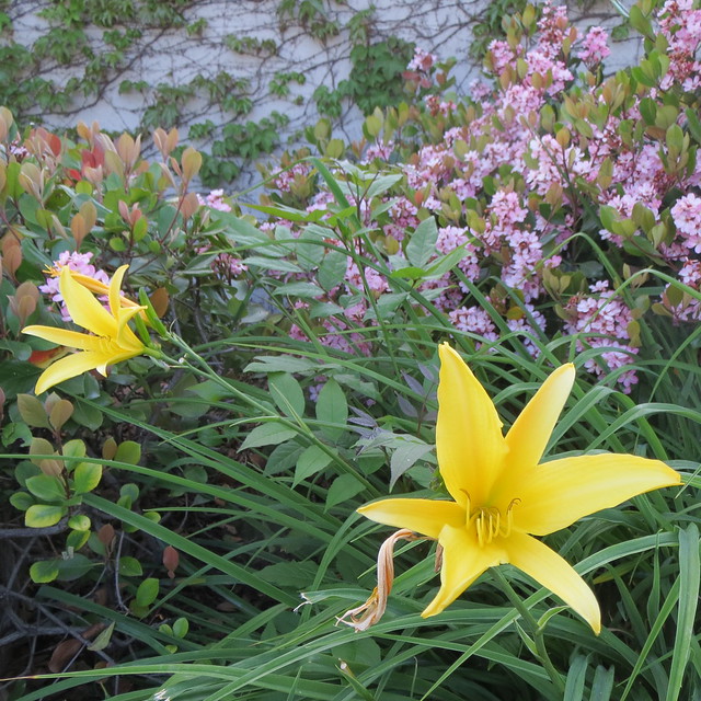 yellow flowers idplease