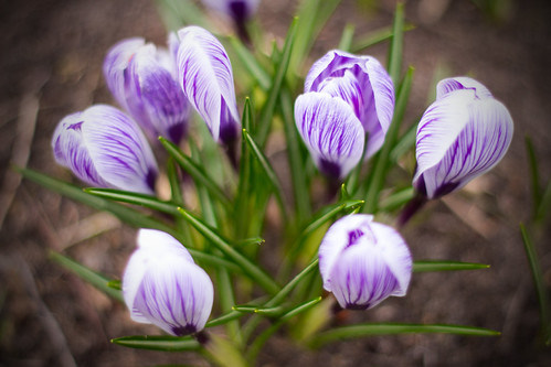The sign of spring | by iwona.kilichowska