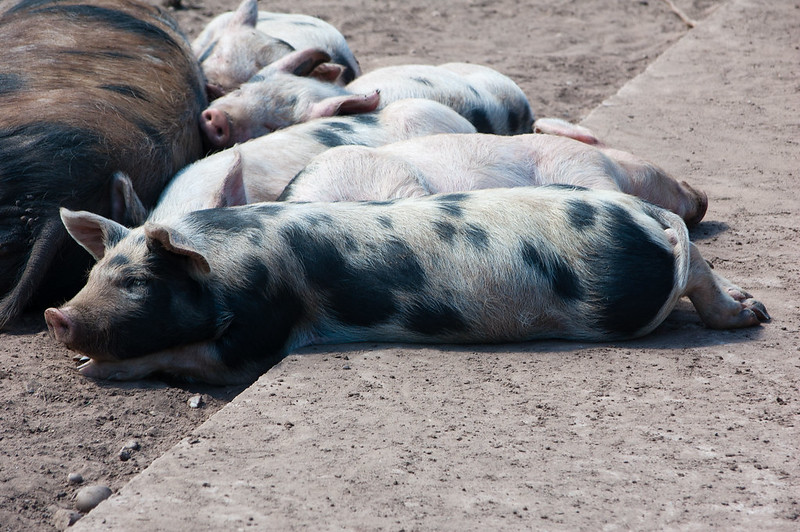 Growing piglets, Northycote Farm