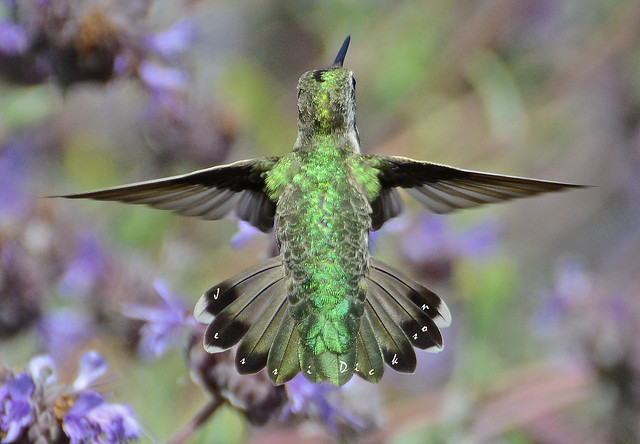Symmetrical hummingbird copy