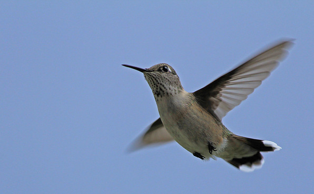Cedar City Hummingbirds, August 2013 (12)
