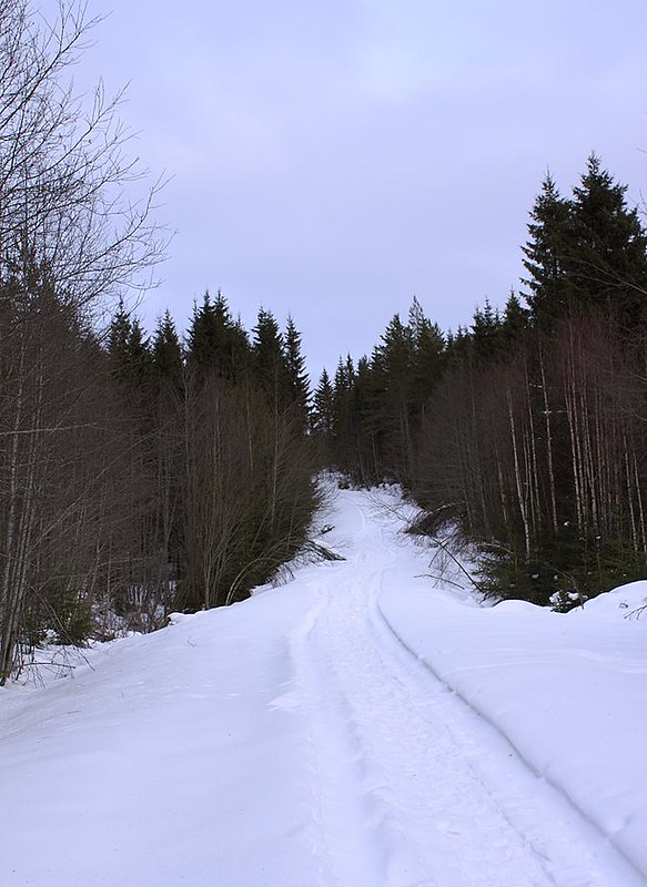 Typical Forest Trail Jädra Ås, Sweden