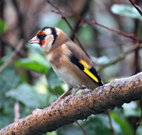 Big Garden Birdwatch 2014 | by In Memory of ColGould