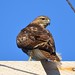 Flickr photo 'Red-tailed Hawk, Virginia' by: Dave Govoni.