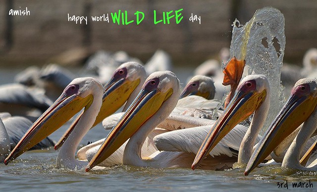happy world wildlife day