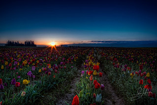 Tulips At Sunrise