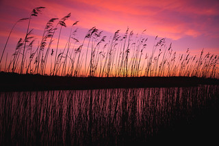 Sunrise Reeds