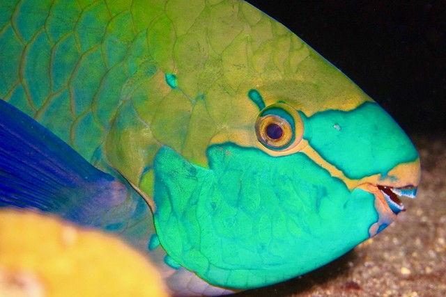 Parrotfish / Poisson perroquet