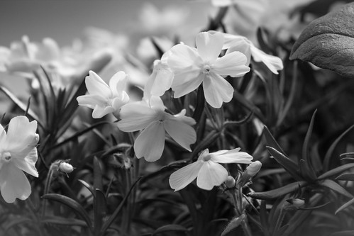 Springtime | by _mrs_rim_