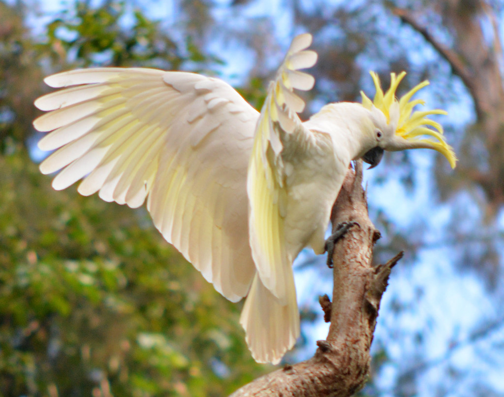 Sulphur-crested cockatoo - Cacatua galerita